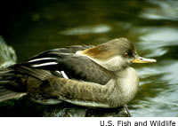 Hooded Merganser