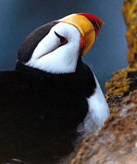 Horned Puffin