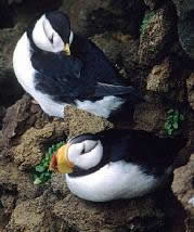 Horned Puffin