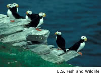 Horned Puffin