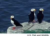 Horned Puffin