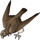 Hawk