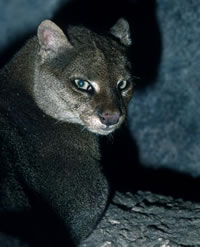 Jaguarundi