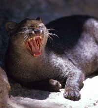 Jaguarundi