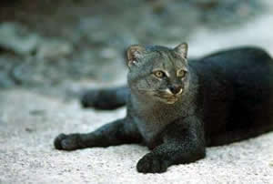 Jaguarundi