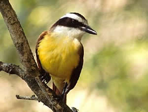 Great Kiskadee