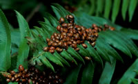 Lady bugs