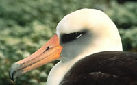 Laysan Albatross