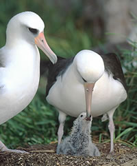 Laysan Albatross