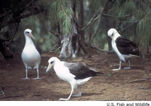 Laysan Albatross