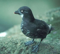 Least Auklet