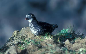 Least Auklet