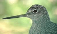 Lesser Yellowlegs
