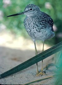 Lesser Yellowlegs