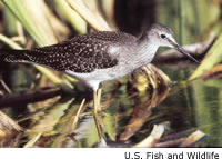 Lesser Yellowlegs
