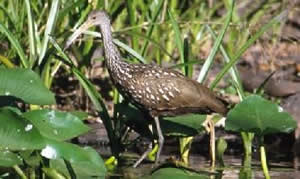 Limpkin