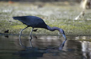 Little Blue Heron