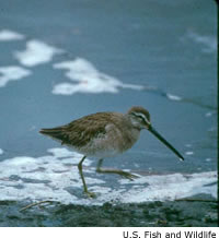 Long-billed Dowitcher