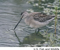 Long-billed Dowitcher