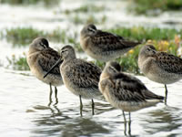 Long-billed Dowitcher