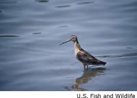 Long-billed Dowitcher