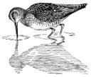 Long-billed dowitcher
