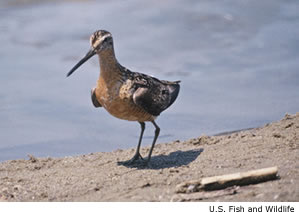 Long-billed Dowitcher