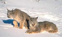 Lynx