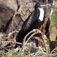 Magnificent Frigatebird