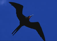 Magnificent Frigatebird