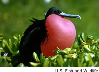 Magnificent Frigatebird