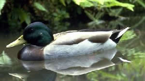 Mallard