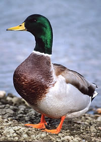 Mallard