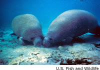 Manatee