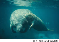 Manatee