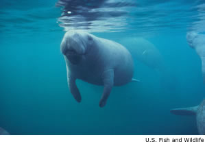 Manatee