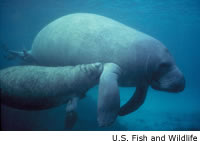 Manatee