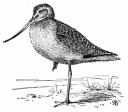 Marbled Godwit