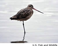Marbled Godwit