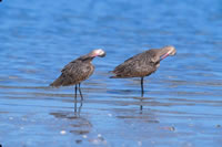 Marbled Godwit