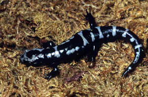 Marbled Salamander