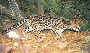 Margay