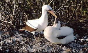 Masked Booby