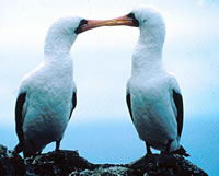 Masked Booby