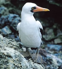 Masked Booby