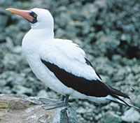 Masked Booby
