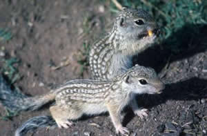 Mexican Ground Squirrel