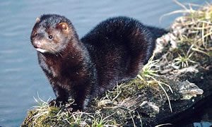 Mink