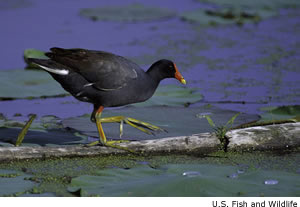 Common Moorhen