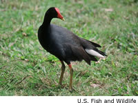 Common Moorhen
